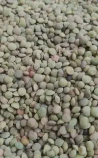 عدس محلی تازه کالپوش