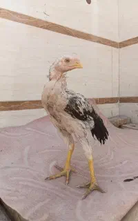 جوجه 1 نیم ماه