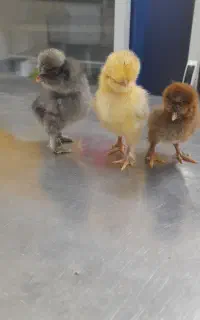 جوجه برهما،سلطان،لهستانی