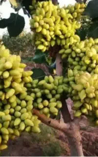 خرید و فروش پسته