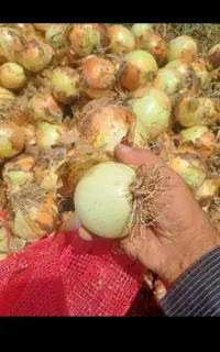 پیاز فروشی