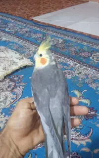 یک جفت عروس هلندی