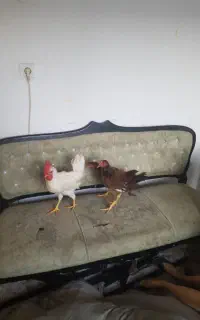 مرغ خروس