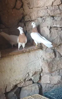 کفتر