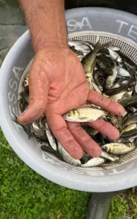 فروش انواع بچه ماهی