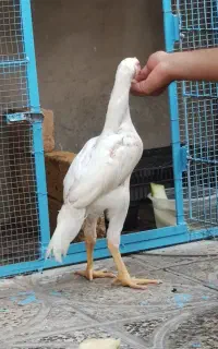 جوجه لاری خروس و مرغ و یک عدد جوجه خروس پنگونی