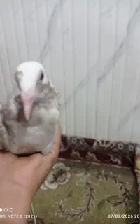 کبوتر ابلغ دورگه