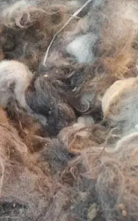 پشم گوسفند