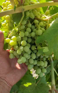 غوره