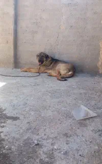 سگ عالی
