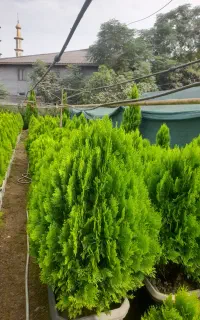 گیاه کامیس سبز فشرده جعبه ۴۰