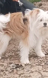 سگ ماده