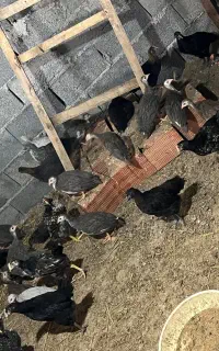 جوجه شاخدار