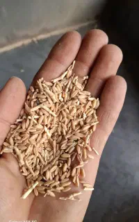 گندم دیم