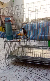 ملنگو پرنده قناری هرنوع فنج طوطی موجوده پرنده