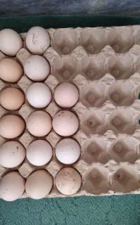 فروش تخم مرغ لاری نطفه دار
