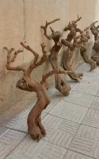 چوب ودرخت تنه انگور (مو)