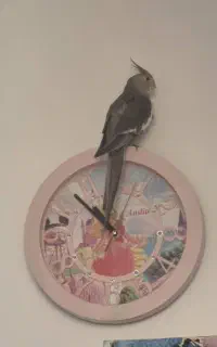 عروس هلندی گم شده