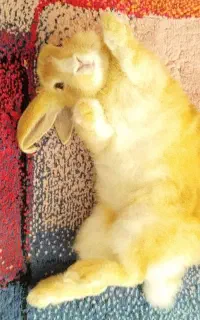 خرگوش طلایی