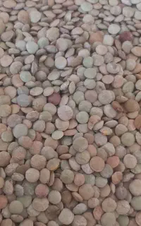 عدس تازه خوش پخت