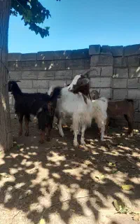 بز بزغاله دار