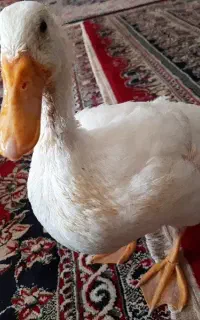 یک عدد اردک