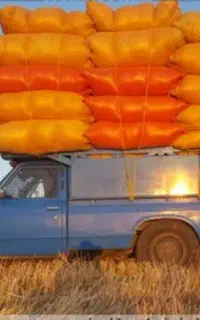 کاه گندم دیم