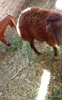 بره نرکه مادرش دوقلو زاهست جنس مادرهترو