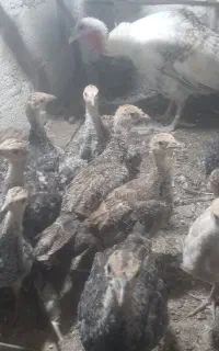 جوجه بوقلمون برنزآمریکایی سینه پهن