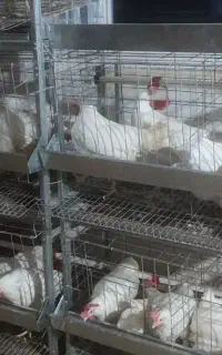 قفس مرغ