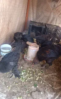 فروش تعدادی جوجه سیاه سالم و واکسن زده شده