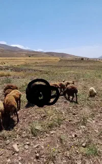 بره