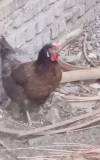 فروش خروس به همراه سه مرغ