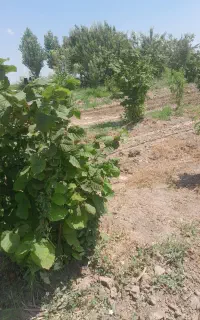 فروش درخت فندق سه ساله