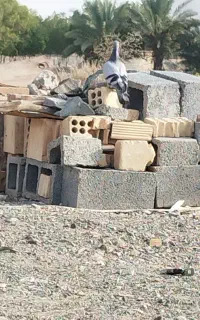 کبوتر پلاکی اصل