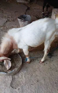 کهره نر