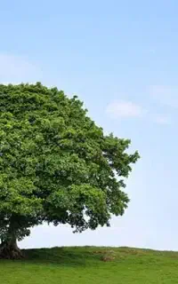 نهال صنوبر چنار آقیا نارون پشخووغیره ۵۰درصد تخفیف
