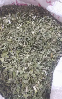 تره کوهی