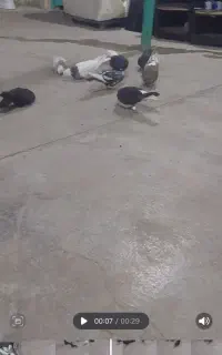 کبوتر گم شده