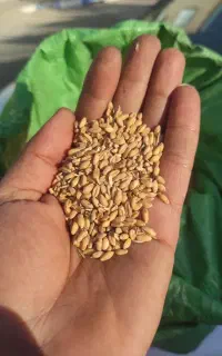 گندم طلایی امسال