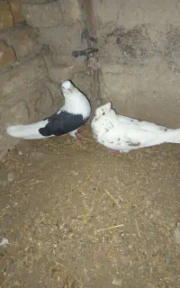 کبوتر تکپرومسافتی