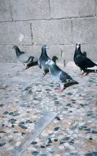 کفتر فروشی