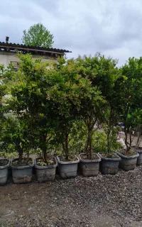 گل فضای سبز و آپارتمان