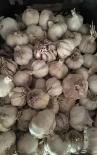 سیر