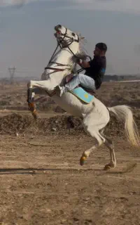 اسب کرد