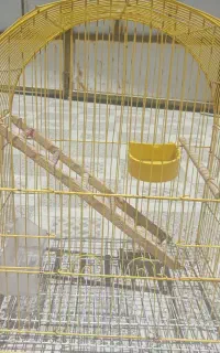 قفس پرنده