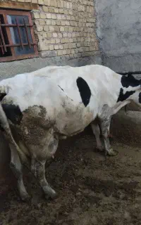 گاو شیری ابستن