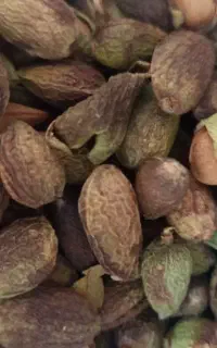 بلت بادام