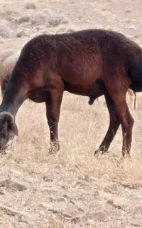 معاوضه میش جوان باپراید 91