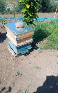 فروش کلنی زنبورعسل